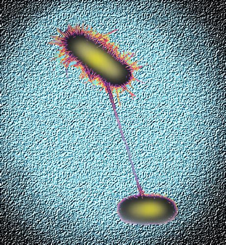 Romance Microscópico Una Mirada A La Sexualidad Bacteriana Star Tres