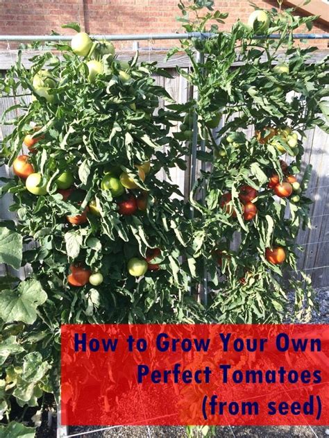How To Grow Gorgeous Tomatoes From Seed