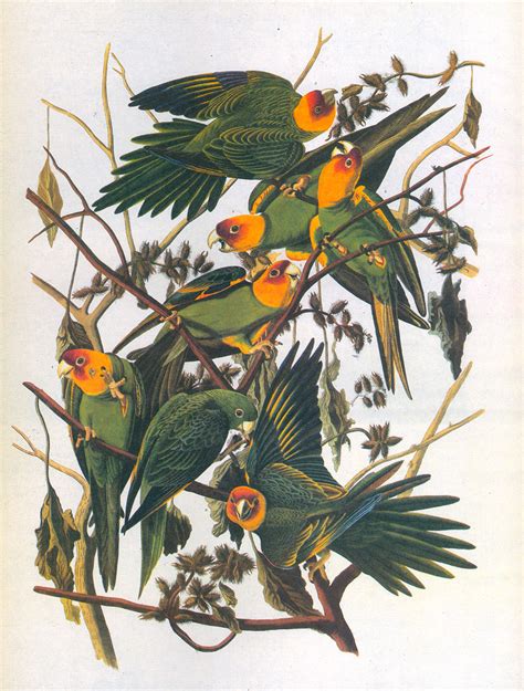 Audubon Carolina Parakeet Extinct From John James Audubo Flickr