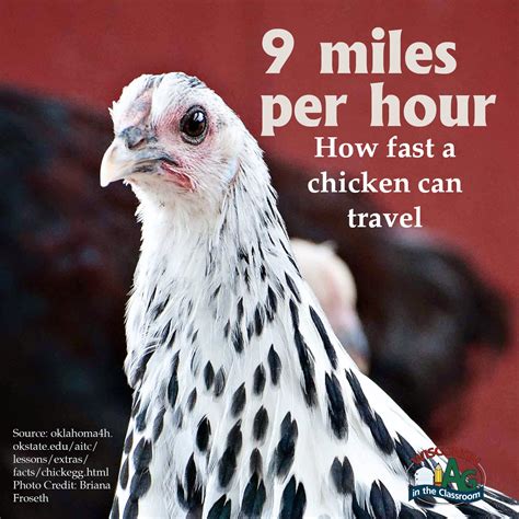 Poultry Facts3 Wisconsin Farm Bureau Federation