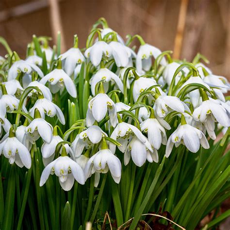 Snowdrops 10 Interesting Facts You Need To Know Woodland Bulbs