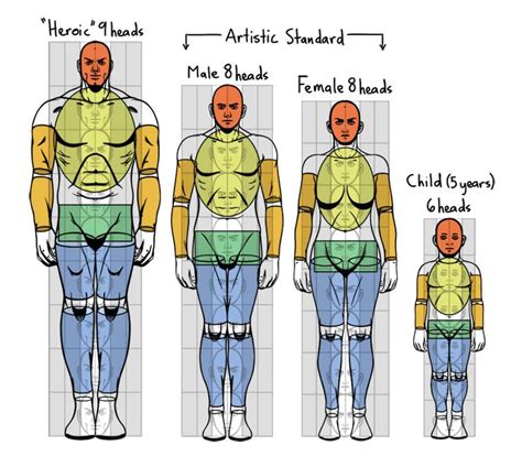 Standard Proportions Of The Human Body Makingcomics Com Drawing