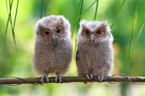 Owl Babies Hampshires Top Attractions