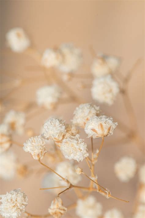 Dried Gypsophila Flowers Macro Shot Premium Image By