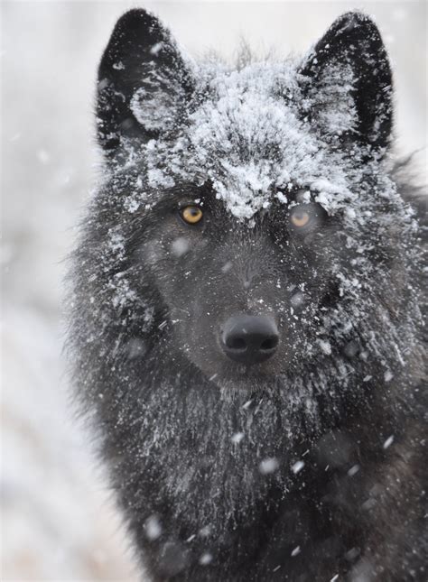 Grey Wolf In Yellowstone National Park Smithsonian Photo Contest