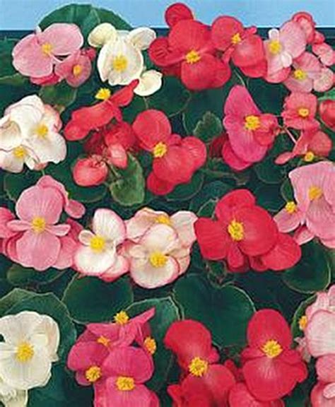 Begonia Fibrous Super Olympia Series Mix Annual Seeds