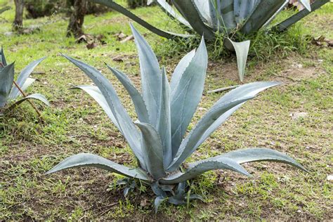 Agave Plant Care And Growing Guide