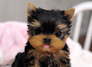 Popular breeds here at teacups, puppies and boutique include the: tiny teacup puppy FOR SALE ADOPTION from honolulu Hawaii ...