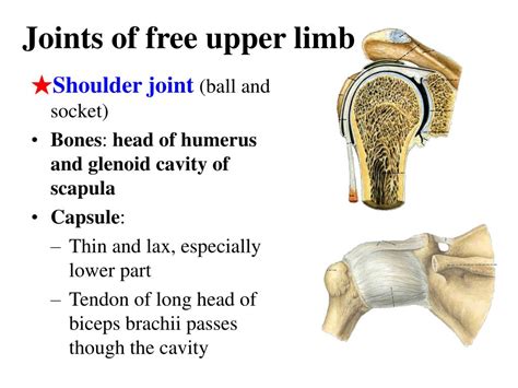 Ppt Section 3 Joints Of Upper Limb Powerpoint Presentation Free