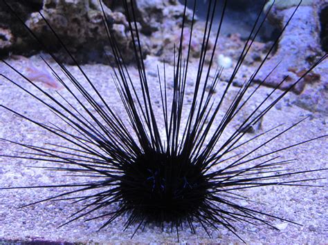 Day Spiky Long Spined Sea Urchin At The London Aqu Flickr