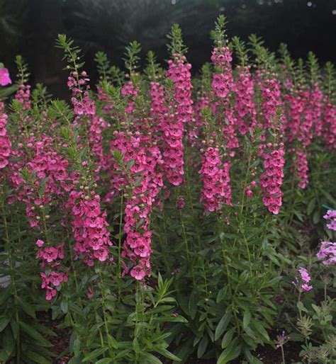 The fragrace is pronounced compared to other hardy lilies especially on the first day flowers. Angelonia is a gorgeous annual flower that blooms nonstop ...