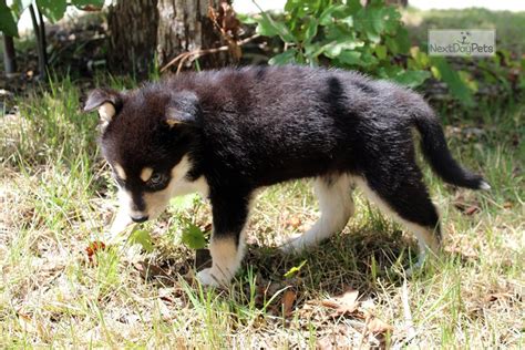 Tika Wolf Hybrid Puppy For Sale Near Charlotte North Carolina