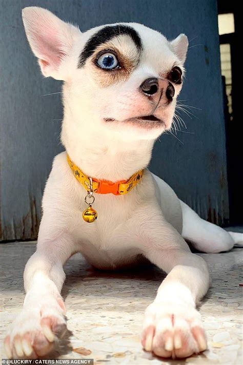 Chihuahua With Eyebrows Pets Lovers