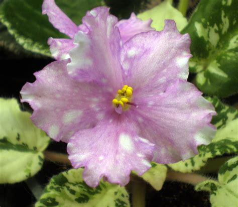 Since then, thousands of varieties have been produced. Pin on African Violet Varieties