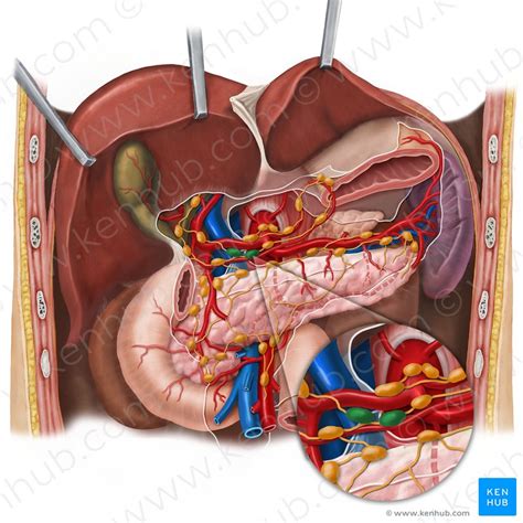 Pancreas Anatomy Blood Supply And Innervation Kenhub