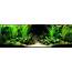The Key To A Successful Planted Fish Tank Aquarium  Tropical Site