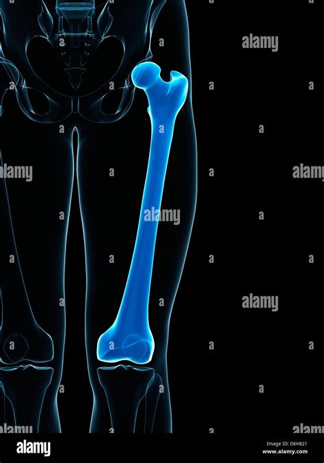 Human Femur Bone High Resolution Stock Photography And Images Alamy