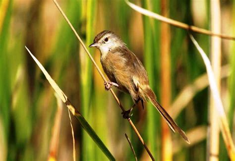 Pada musim kawin, burung jantan bergerak sangat aktif. Vidio Suara Cici Padi Betina - Cara Membedakan Burung ...