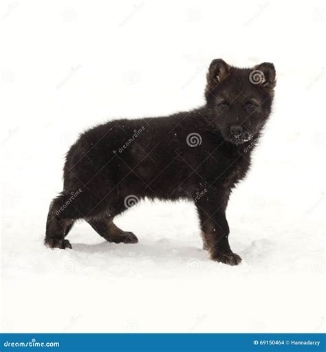 Black German Shepherd Puppy Standing In Snow Stock Photo Image Of