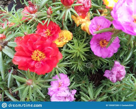 Mais cedo, o governador de goiás, ronaldo caiado, havia postado em seu perfil do twitter a informação da prisão do criminoso, procurado por forças de segurança há 20 dias. Seca Goias Brasil stock photo. Image of colorful, state ...