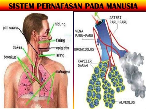 Terjawab • terverifikasi oleh ahli. SISTEM PERNAPASAN PADA MANUSIA ( Proses, Fungsi, Dan Jenis ...
