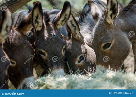 Sicilian Donkeys In Barnyard Stock Photo Image Of Cross Farm 110578092