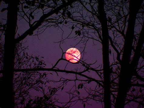 무료 이미지 분기 하늘 밤 신비로운 어두운 저녁 할로윈 어둠 월광 나무 선명한 아름다운 현상 켄터키