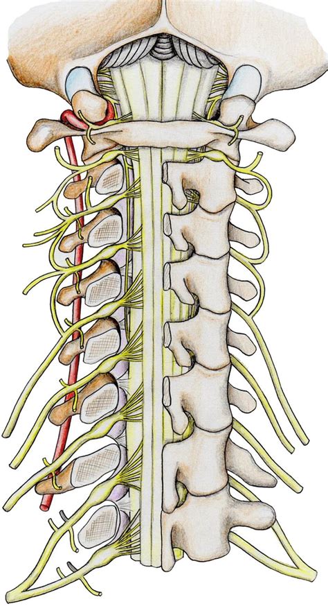 Nerves Innervation Of The Spine Musculoskeletal Key