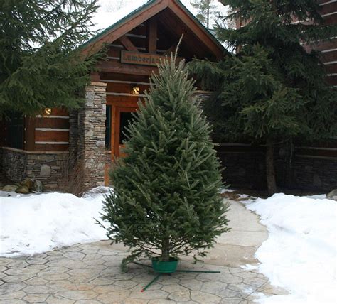 5 Best Christmas Tree Types To Choose From Bob Vila