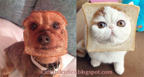 Cat chibi comic cute kawaii mikiko minicomic webcomic. Cat and dog have bread on their face | Dog cat, Cats, Animals