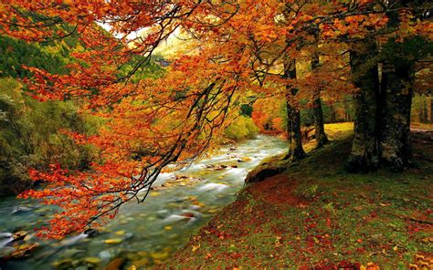 Forest Autumn Trees Wallpapers Wallpaper Cave