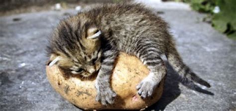 Can cats eat potato or tortilla chips? Can Cats Eat Potatoes? How About Sweet Potatoes? - Catster