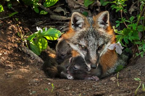 Grey Fox Urocyon Cinereoargenteus And Two Kits In Den Stock Photo