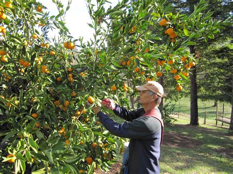 Posts About Owari Satsuma Mandarins On The California Mediterranean