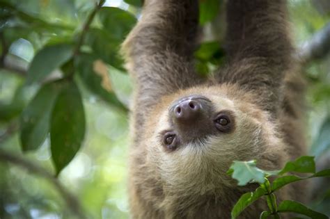 Eating Habits Of A Three Toed Sloth Animals Momme