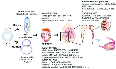 Human And Mouse Germ Cell Development And Associated Genes Primordial