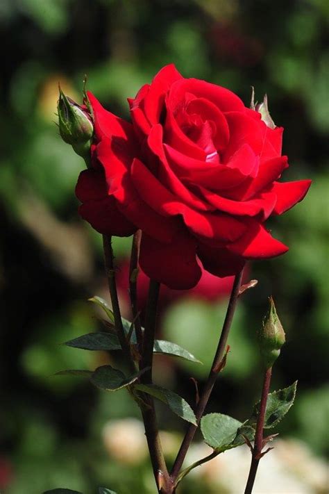 Gambar bunga mawar atau wallpaper background bunga rose warna putih kuning, pink merah muda hitam ungu dan maknanya artinya foto bunga tercantik di dunia mawar berwarna cerah indah sekali. Gambar Bunga Rose Layu - Kumpulan Gambar Bunga