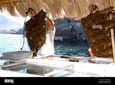 Mexico Sonora Guaymas Pearl Farm Checking Oyster Beds Stock Photo