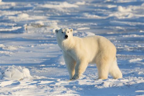 Researchers Tool Used To Detect Polar Bear Dens Ineffective Cgtn