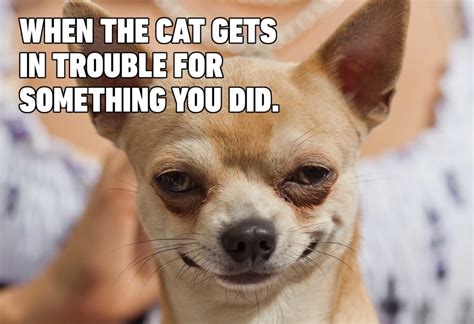 15 Hilarious Dog Memes Youll Laugh At Every Time Reader