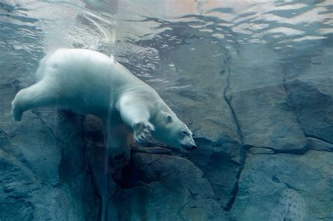 Assiniboine Park Zoo Polar Bears Travel2next