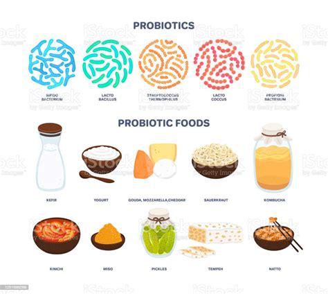 vector probiotic foods  sources  probiotics beneficial bacteria