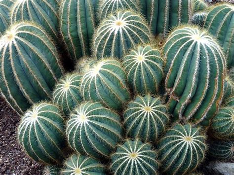 Free Stock Photo Of Botanical Cactuses Close Up