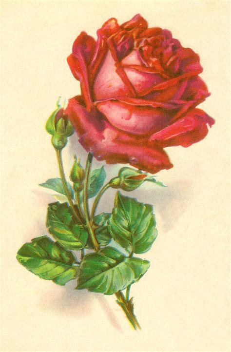 Antique Images Free Rose Graphic Botanical Illustration