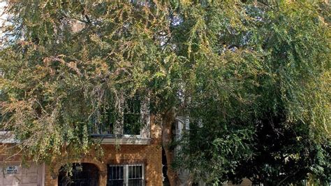Maybe you would like to learn more about one of these? The Best Street Trees for Life in San Francisco - Sunset ...