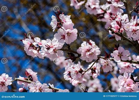 Close Up Of A Branch With Pink Cherry Tree Flowers In Full Bloom In A