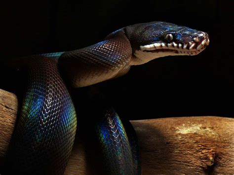 White Lipped Python Pet Snake Reptile Snakes Reptiles