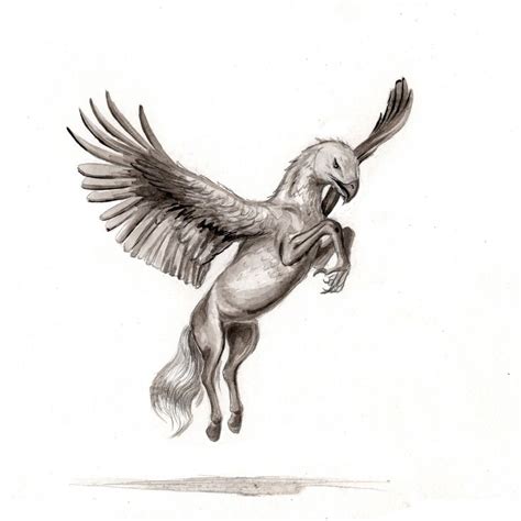 Buckbeak The Hippogriff Animal Sketches Hippogriff Harry Potter