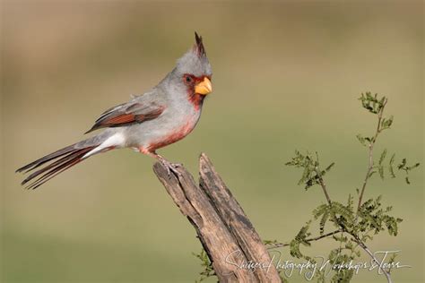 Pyrrhuloxia In South Texas Shetzers Photography
