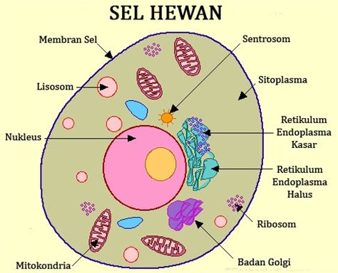 8 sumber tersebut adanya tekanan difusi positif dan ditinjau adanya tekanan difusi negatif. Kompetensi 4 - Professor Biologooby - Biologi SMA